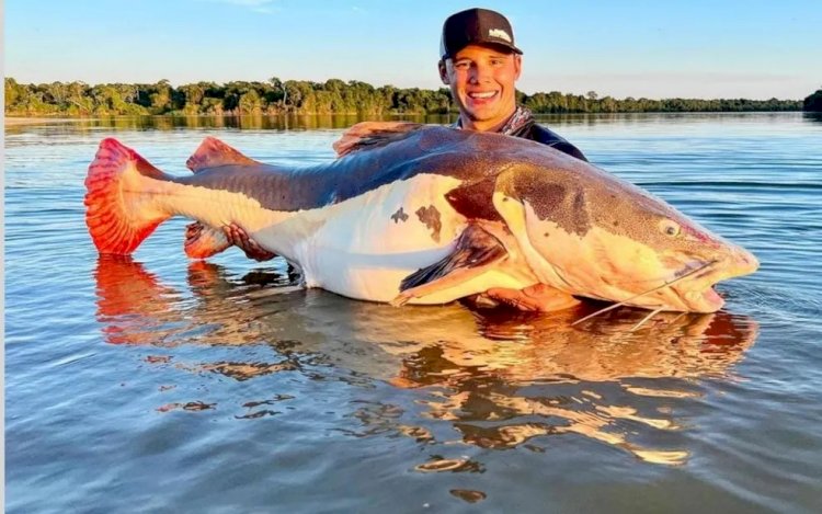 Empresário goiano recebe placa de recorde mundial após pescar pirarara de mais de 70kg; vídeo